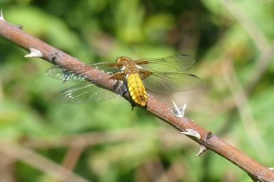 <i>Libellula depressa</i>