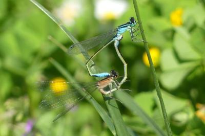 <i>Ischnura elegans</i>