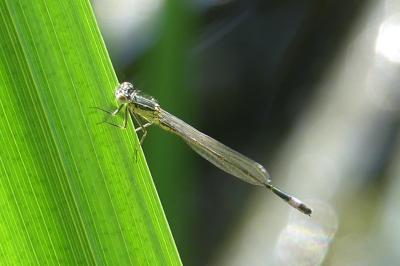 <i>Ischnura elegans</i>