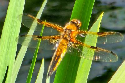 <i>Libellula quadrimaculata</i>
