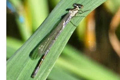 <i>Coenagrion puella</i>