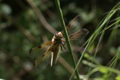 <i>Libellula quadrimaculata</i>