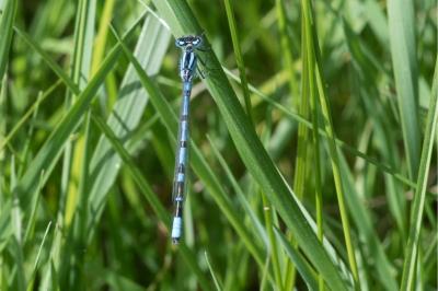 <i>Enallagma cyathigerum</i>