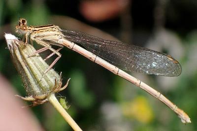 <i>Platycnemis pennipes</i>