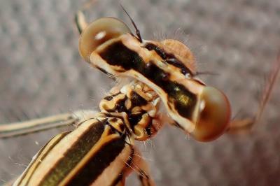 <i>Platycnemis pennipes</i>