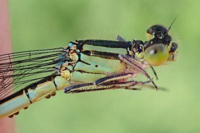 <i>Erythromma lindenii</i>