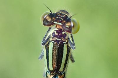 <i>Erythromma lindenii</i>