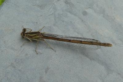 <i>Platycnemis pennipes</i>