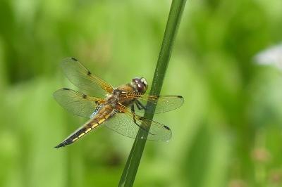 <i>Libellula quadrimaculata</i>