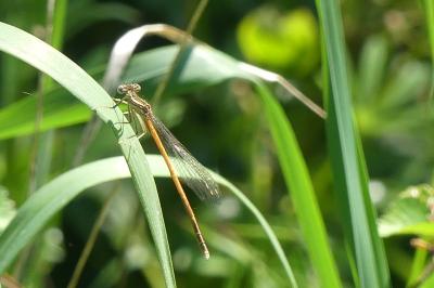 <i>Platycnemis acutipennis</i>