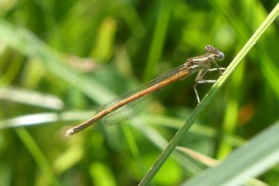 <i>Platycnemis acutipennis</i>