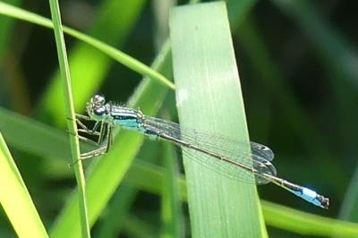 <i>Ischnura elegans</i>