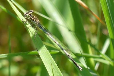 <i>Platycnemis pennipes</i>