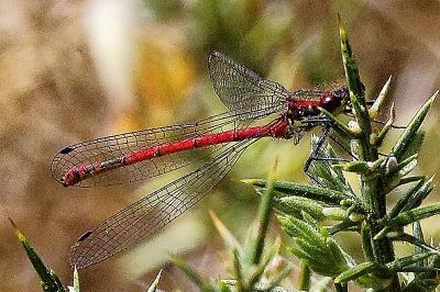 <i>Pyrrhosoma nymphula</i>