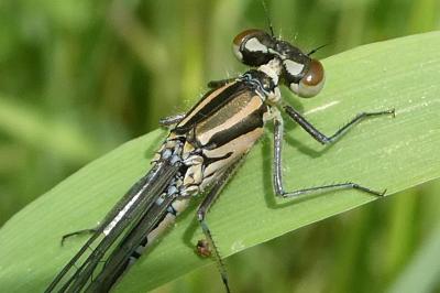<i>Coenagrion puella</i>