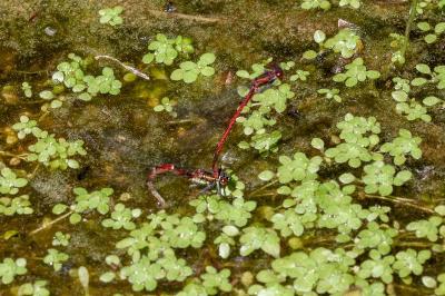 <i>Pyrrhosoma nymphula</i>