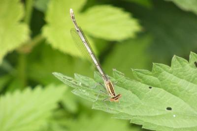<i>Platycnemis pennipes</i>