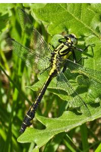 <i>Gomphus vulgatissimus</i>
