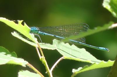 <i>Coenagrion puella</i>