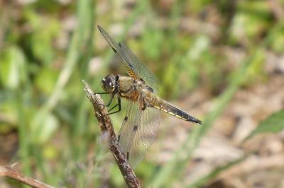 <i>Libellula quadrimaculata</i>