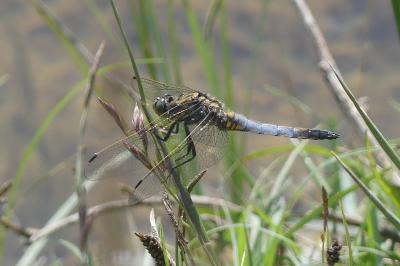 <i>Orthetrum cancellatum</i>