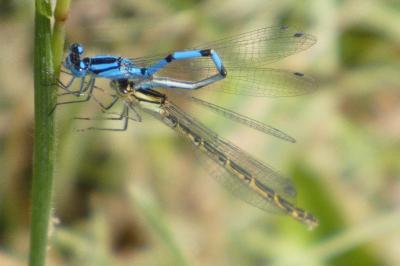 <i>Enallagma cyathigerum</i>