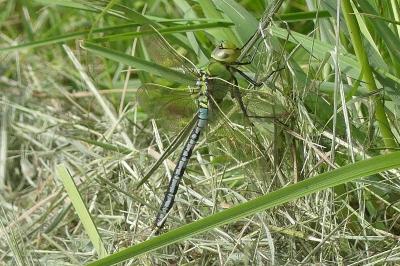 <i>Anax imperator</i>