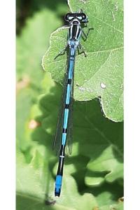 <i>Coenagrion puella</i>