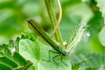 <i>Calopteryx splendens</i>