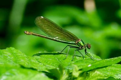 <i>Calopteryx splendens</i>