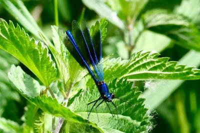 <i>Calopteryx splendens</i>