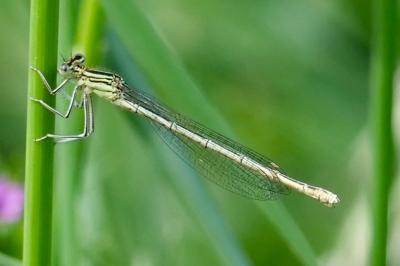 <i>Platycnemis pennipes</i>