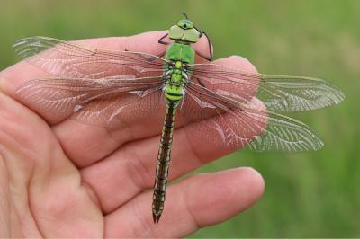 <i>Anax imperator</i>