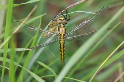 <i>Orthetrum cancellatum</i>