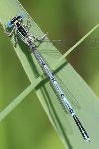 <i>Platycnemis pennipes</i>