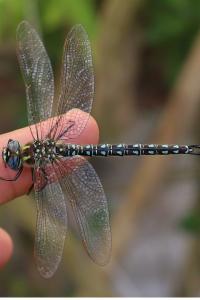 <i>Brachytron pratense</i>