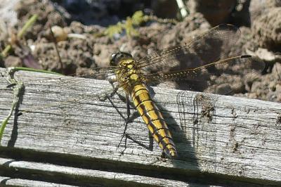 <i>Orthetrum cancellatum</i>
