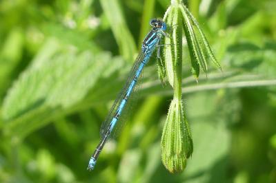 <i>Erythromma lindenii</i>