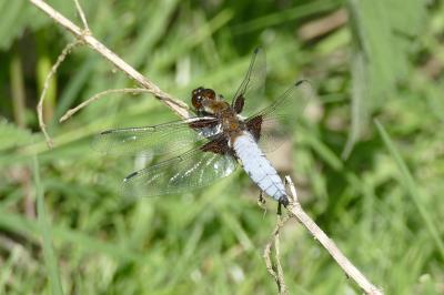 <i>Libellula depressa</i>