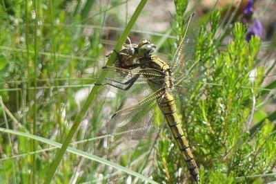 <i>Orthetrum cancellatum</i>