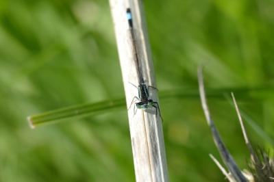 <i>Ischnura elegans</i>