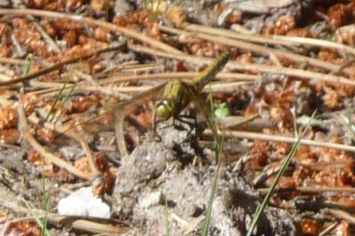 <i>Orthetrum cancellatum</i>