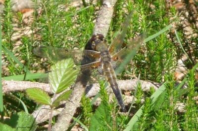 <i>Libellula quadrimaculata</i>
