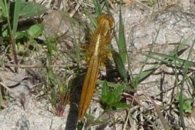 <i>Crocothemis erythraea</i>