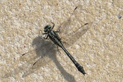 <i>Gomphus vulgatissimus</i>
