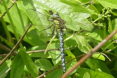 <i>Brachytron pratense</i>