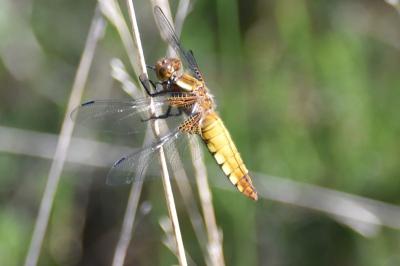 <i>Libellula depressa</i>