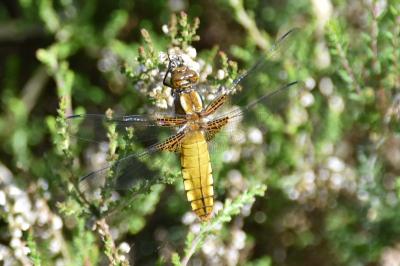 <i>Libellula depressa</i>