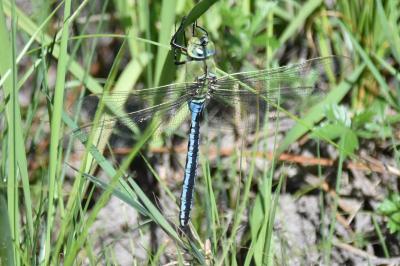 <i>Anax imperator</i>