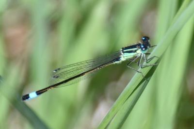 <i>Ischnura elegans</i>